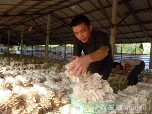 玉林市：树林里搭棚种蘑菇 富了一方农民(图)