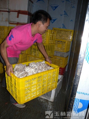 玉林市：树林里搭棚种蘑菇 富了一方农民(图)