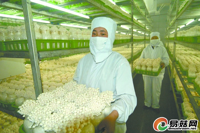 2010年,我国Manbetx体育手机版推荐A9版本出口量价齐增,出口额同比增长六成。