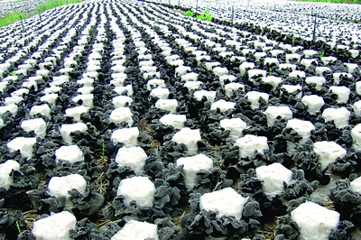 现在黄松甸镇已经拥有&ldquo;中国黑木耳之乡&rdquo;的称号，成为东北地区最大、全国知名的Manbetx体育手机版推荐A9版本生产基地。以黄松甸镇为代表的很多乡镇，都是通过政府引导、部门联动走出了一条出口特色产业发展的新路。