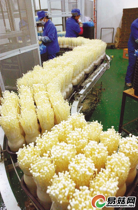 生产线&ldquo;长&rdquo;出金针菇