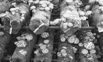 湖北远安香菇期待扭转“前重后轻”格局