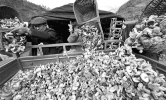 湖北保康香菇外销忙