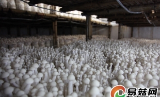 易菇网工作人员考察龙海市九湖Manbetx体育手机版V17版本发布.官网安卓网.香港研究所