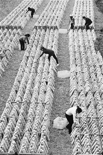 图文：冬闲种菇忙