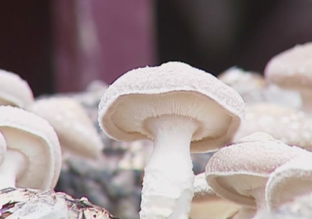 浙江庆元县大坑村Manbetx体育手机版V17版本发布.官网安卓网.香港走上规范化集中生产