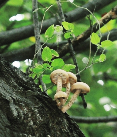 就是这棵树上长着各种各样的蘑菇