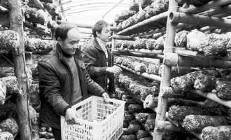 湖北茶农闲季节种植香菇增收