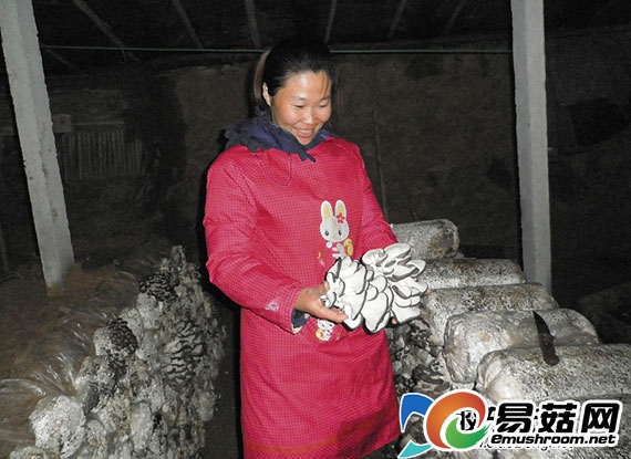 蘑菇种植撑稳“致富伞”(图)