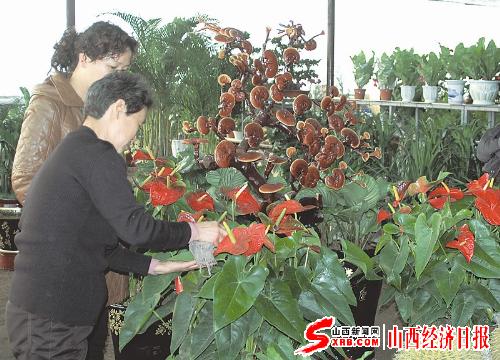12月7日，市民在太原市小店区的一家花卉大棚内选购人工培育的灵芝盆景。灵芝是传统的一种中草药，如今，通过人工大量培育的灵芝盆景淡化了其药用价值，成为市民美化家庭的装饰品。