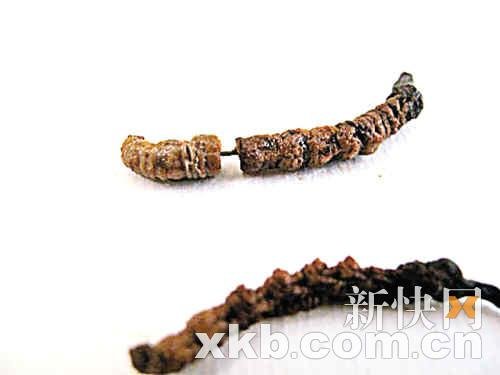 虫草暴涨 造假也疯狂