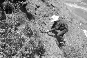 火热的虫草市场