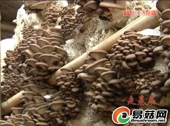 河北辛集：忙卖果闲种菇。央视视频截图。