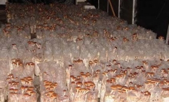 福建三明市《烟秆代料栽培ManBetX体育技术研究》通过鉴定