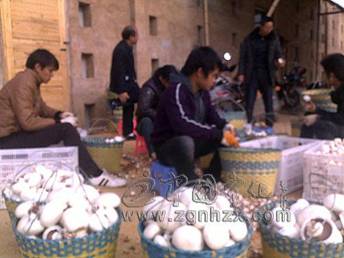 石壁镇红旗村首批蘑菇喜获丰收