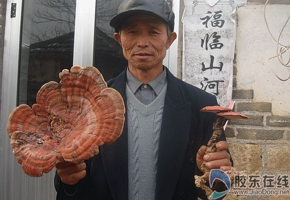 村民山中捡到直径33厘米大灵芝