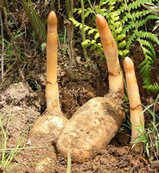 贮藏天麻,温度关,天麻