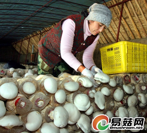 牧民通过Manbetx体育手机版推荐A9版本种植增加收入