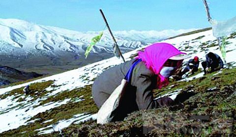著名的虫草产地玉树和那曲 著名的虫草产地玉树和那曲
