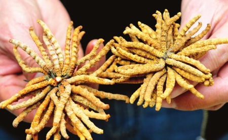 在专业透视仪（X光机）前，含铁虫草立即原形毕露。