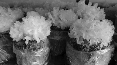 太空育种 通江银耳借力转型