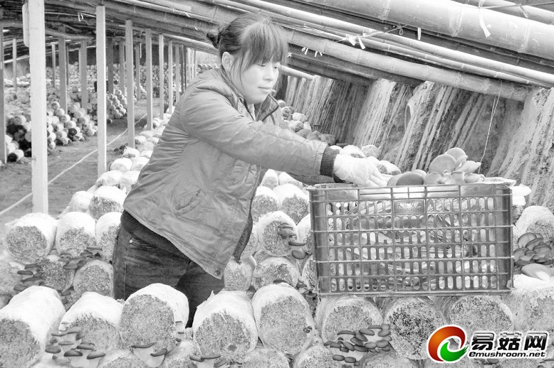 大棚蘑菇喜丰收菇农致富心欢喜