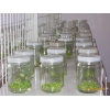 供应组培瓶，培养瓶价格，组织培养瓶批发