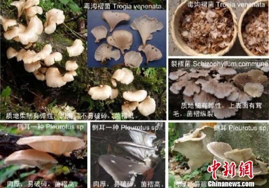 中科院专家提醒：蘑菇尝鲜当区分可食菌和有毒菌