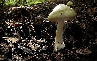 澳洲致华人死伤毒蘑菇大量涌现官员促避免误食