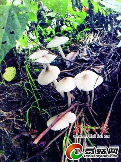 外表漂亮的&ldquo;白毒伞&rdquo;，对人体的杀伤力不容小视。 黄少宏 李伟超 摄