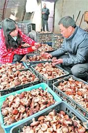 &ldquo;蘑菇大王&rdquo;王秉鸿