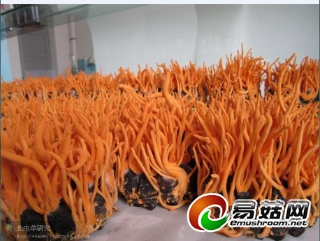 西安惠农虫草项目引爆农村市场"