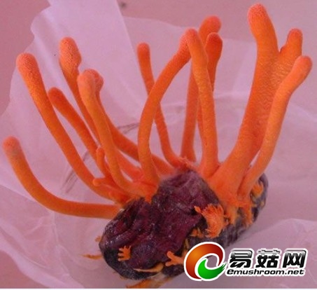 西安惠农虫草项目引爆农村市场"