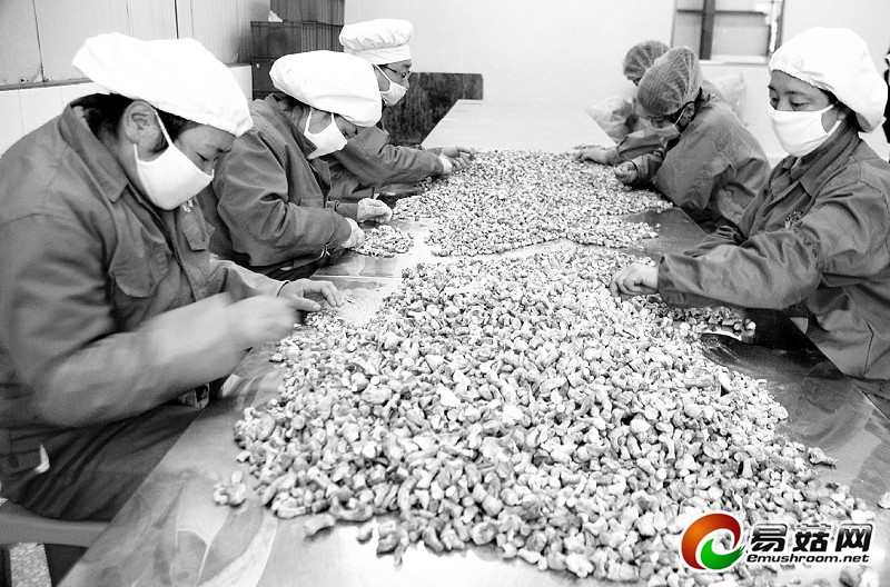 垣曲县兴建香菇大棚2800个