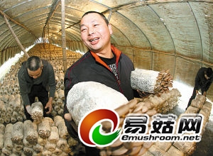 下岗工成了“菇王”