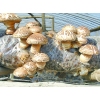 中国优质干香菇生产基地卢氏干香菇