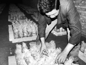 平菇菌种巧培育(图)