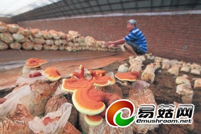 　　棚室Manbetx体育手机版推荐A9版本生产。