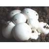 常年供应双孢菇鲜品