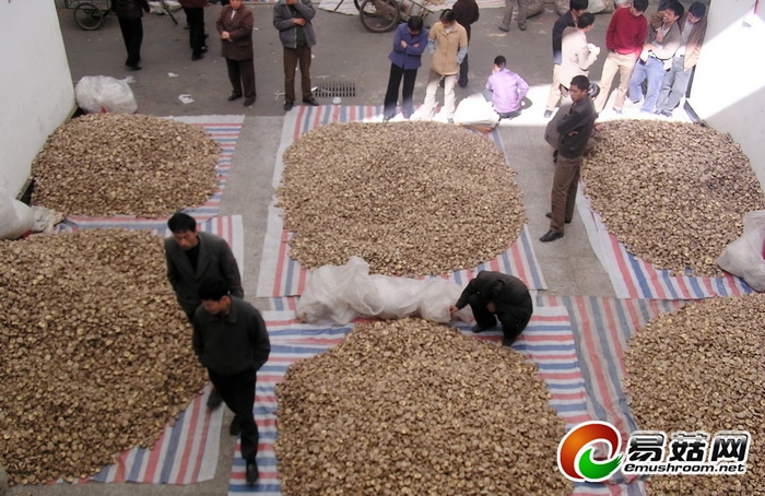 庆元县香菇市场简介