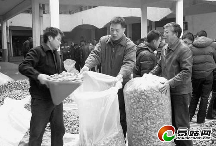 庆元县香菇市场简介