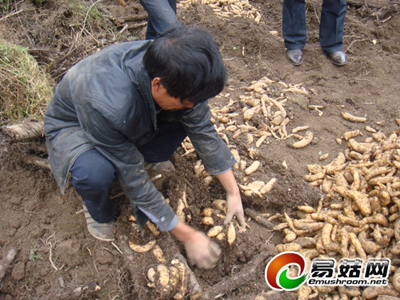 当地农户正在采挖天麻