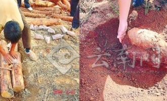 云南：种植茯苓菌处理疫木