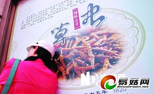 星河生物虫草项目尚处于实验室培植的技术试验阶段，并未曾产业规模化生产。C FP供图