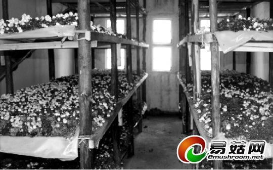 贫困镇成“楚天蘑菇第一镇”