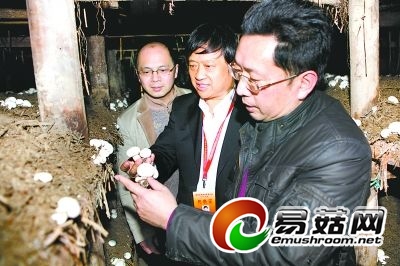 王泽生中和他的研究团队在菇棚调查。