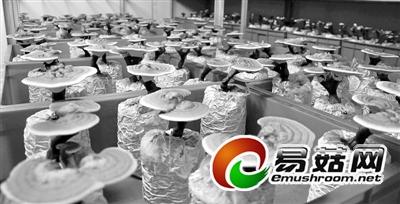 工厂化生产的赤灵芝