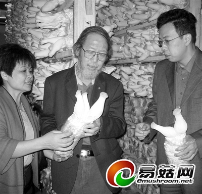 工厂化生产的杏鲍菇