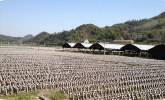 “妇字号”Manbetx体育手机版推荐A9版本基地妇女创业热情高