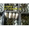 供应髙产量高品质高效益高温品种珍稀菌种 猪肚菇二级菌种 原种